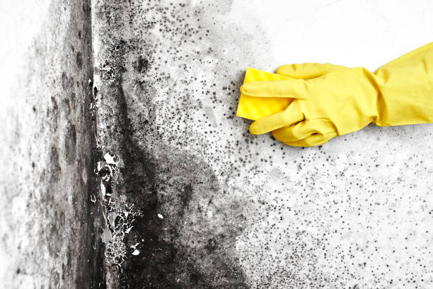Best Professional Mold Removal  in Perris, CA
