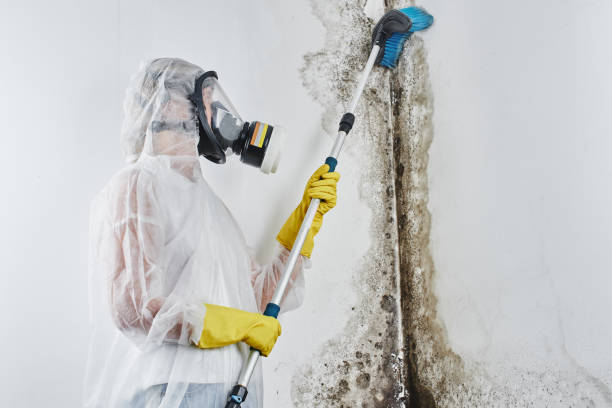 Mold Removal Process in Perris, CA