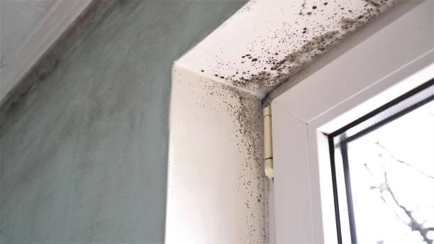 Best Mold Testing  in Perris, CA
