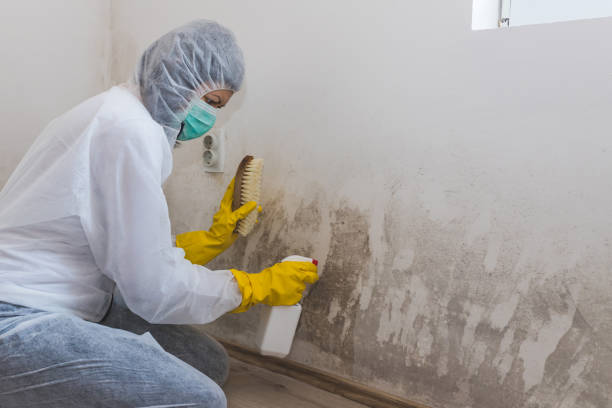 Office Mold Removal Services in Perris, CA