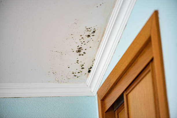 Best Affordable Mold Removal  in Perris, CA