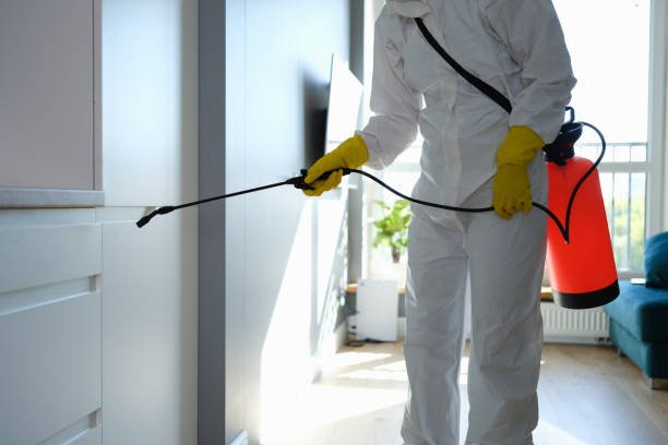 Best Attic Mold Removal  in Perris, CA