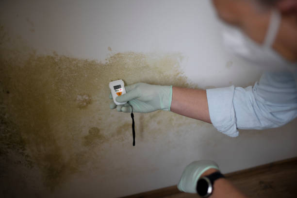 Best Commercial Mold Removal  in Perris, CA