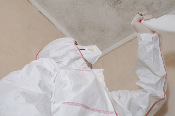 Best Mold Damage Repair  in Perris, CA