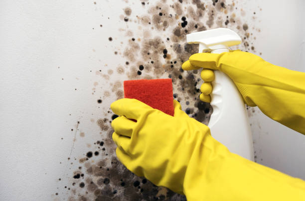 Reliable Perris, CA Mold Removal Solutions