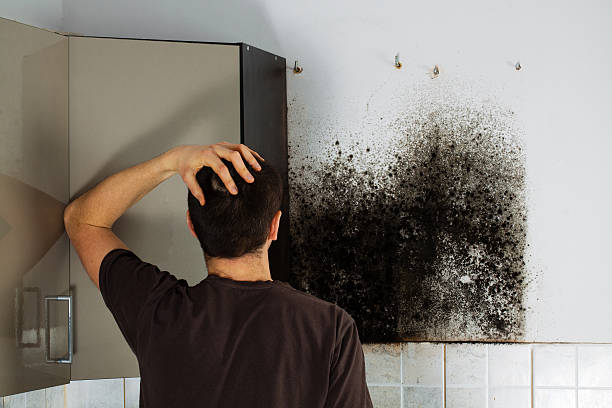 Best Mold Removal Company Near Me  in Perris, CA