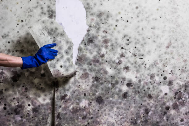 Best Mold Remediation  in Perris, CA