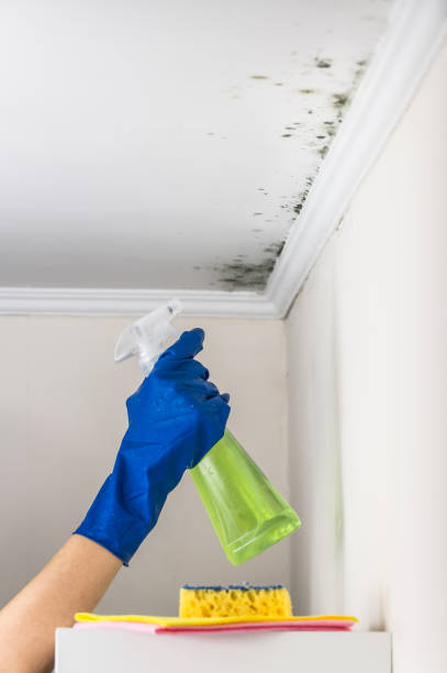 Best Mold Cleaning Services  in Perris, CA